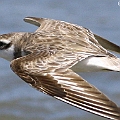 ID1 Greater Sand Plover NB New P1-2?<br />Canon EOS KDX + EF400 F5.6L